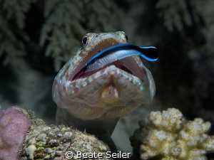 Cleaning time , Lizardfish by Beate Seiler 